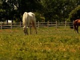 Horses 3 - Free HD stock footage