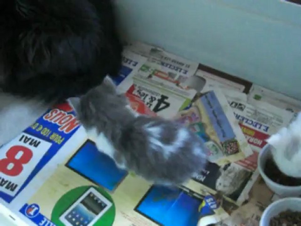 Lola, Griotte et Galak