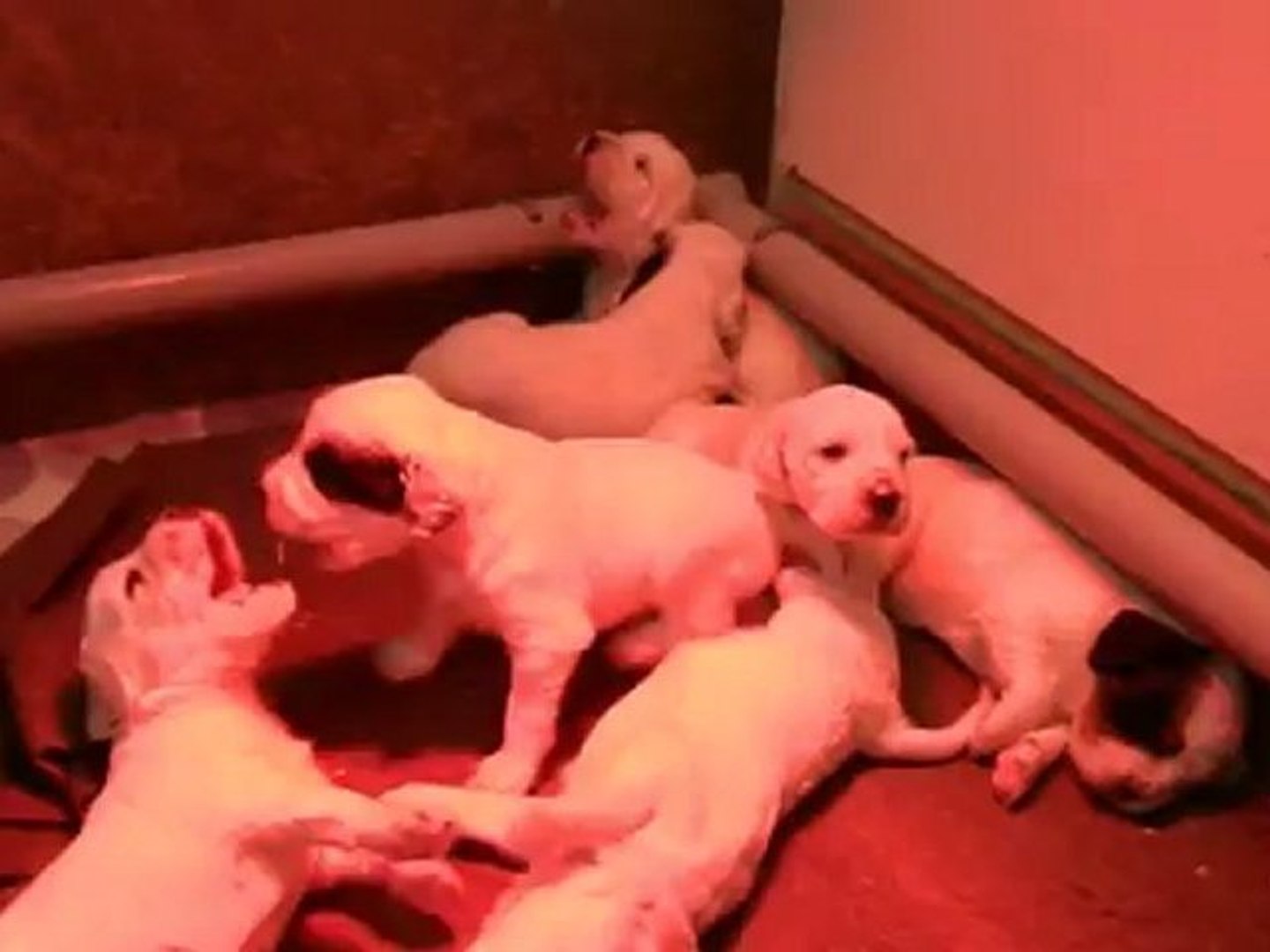 Chiots Setter Anglais A 15 Jours Video Dailymotion