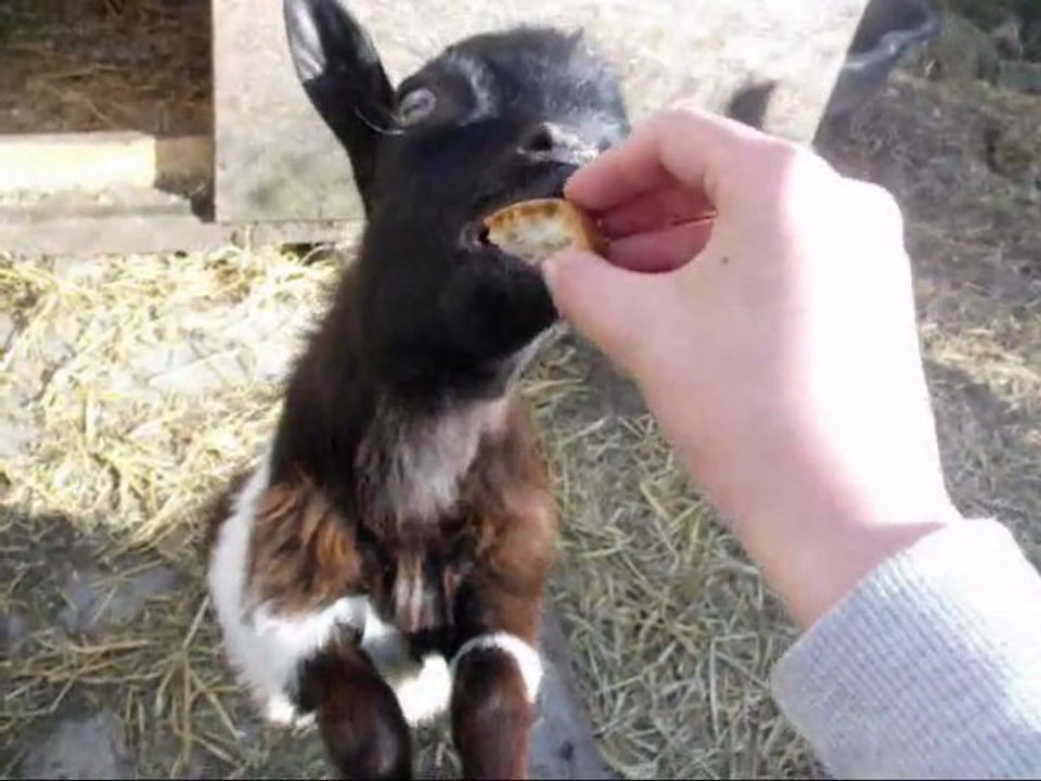 Actu du 16 mai : Extrait des progrès de Scrat, Canard, et les poules au dressage.