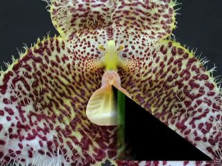 O MUNDO DAS ORQUIDEAS