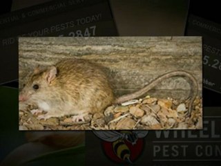 pest control aliso viejo