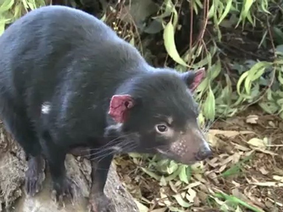 Race to save the devil Down Under