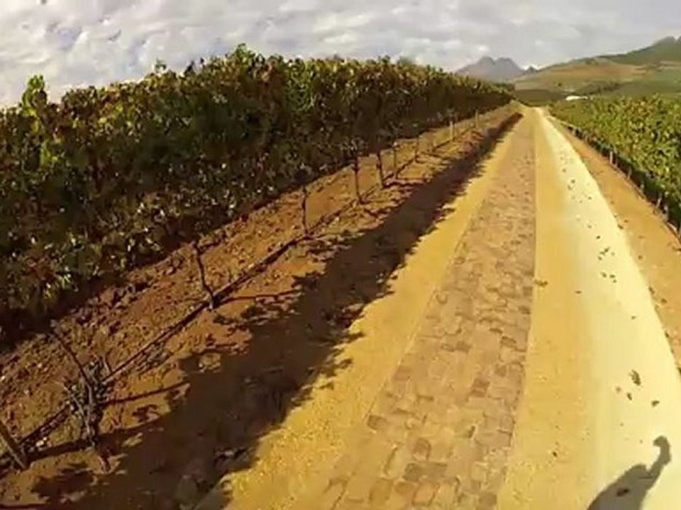 Chardonnay walk