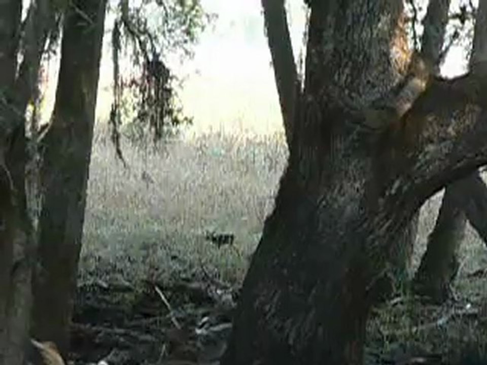 Floride biche 1