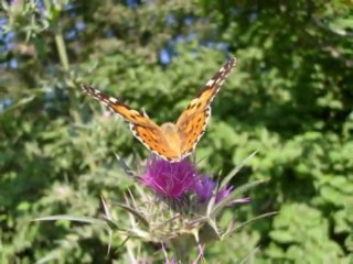 BARIŞ MANÇO UNUTAMADIM.