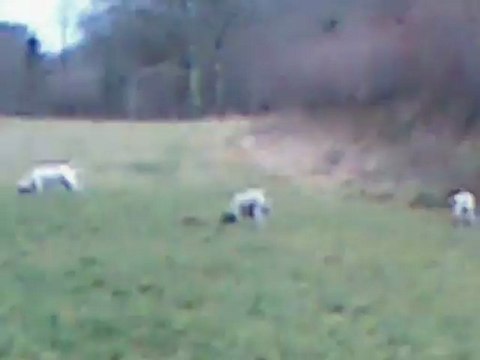 chasse aux lièvres ariégeois isère