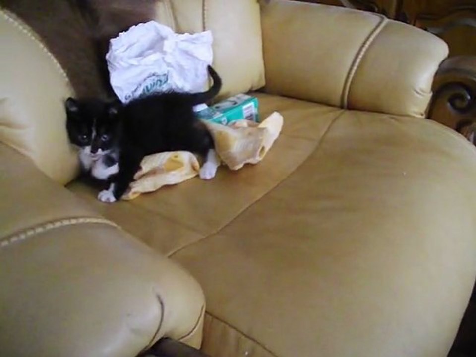 bébé chat