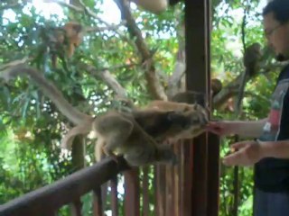 Jour de classe chez les makis de Mayotte