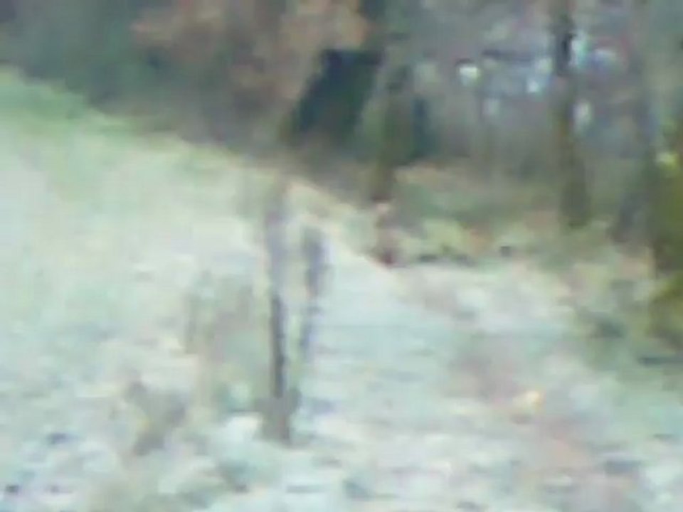 chasse lièvres ariégeois isère partie 3