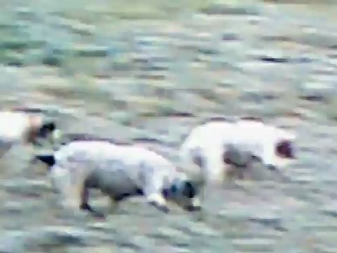 chasse lièvres ariégeois isère partie 5