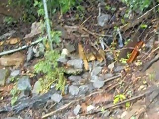 Heely Brown - Rain Run Off