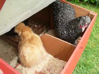 Les petits bonheurs du poulailler