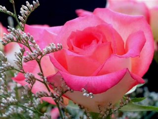 Przepiekne roze-avi