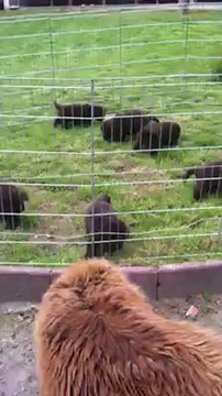 chiots Funny élevage de VALOYAN TERRE NEUVE MARRON BRONZE 17/05/2012