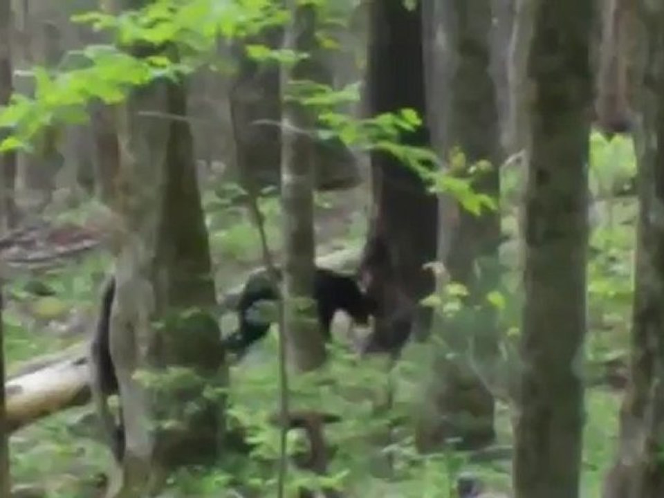 Brigitte Grisanti Spotted a bear in the Smoky Mountains