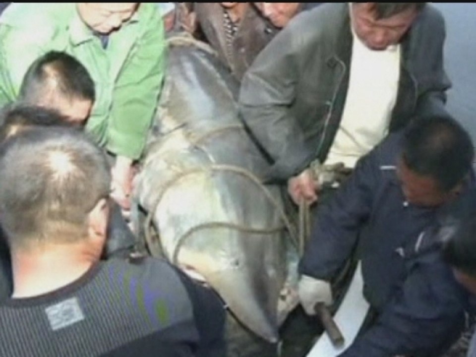 A monster-sized catch in China