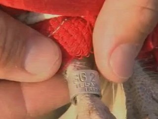 Barn Owls Used as Pesticides in Israeli-Jordanian Project