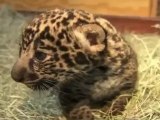 A Pair of Jaguar Cubs Are Born and Prepare for Their Public Debut