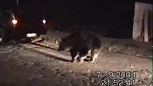 Romania Bears-Ursii din BRASOV Racadau