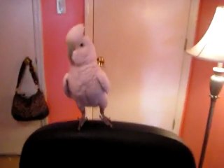 Dancing Bird Teaches You How To Dougie