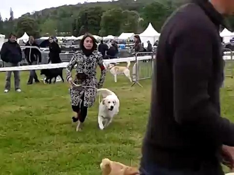 Guidelle DE Bihan Ki Breizh 2ième CL jeune expo canine Evreux 17-5-12