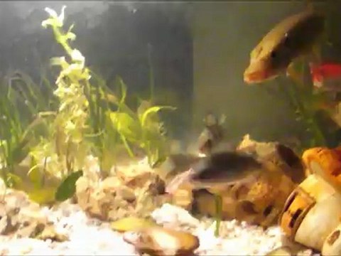 brochet norbert (3) sa chasse, plus mes punky perchy chasses gardons et verons .