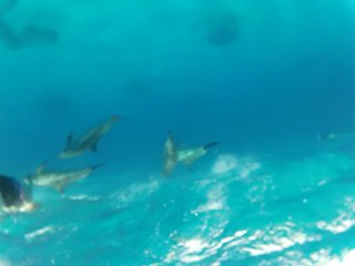 DAUPHINS avec NAGEUSE (vidéo plus définie)