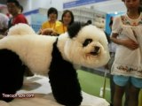 Dogs That Look Like Pandas!