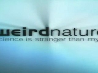 ANIMALES SORPRENDENTES - DOCUMENTAL