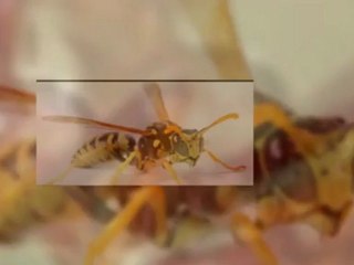 pest control long beach