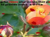 Caring for Roses