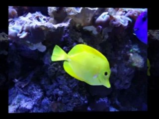 Sony CyberShot DSC-HX200V Review & Specs