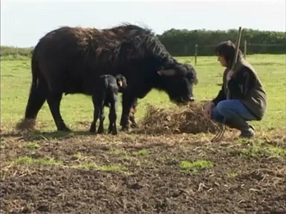 Lili, bufflonne, est arrivée à la Chèvrerie de la Baie