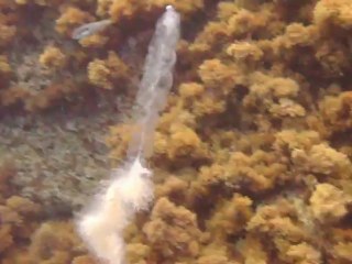 Apolemia uvaria - Kalypso Bay Southern Crete Greece