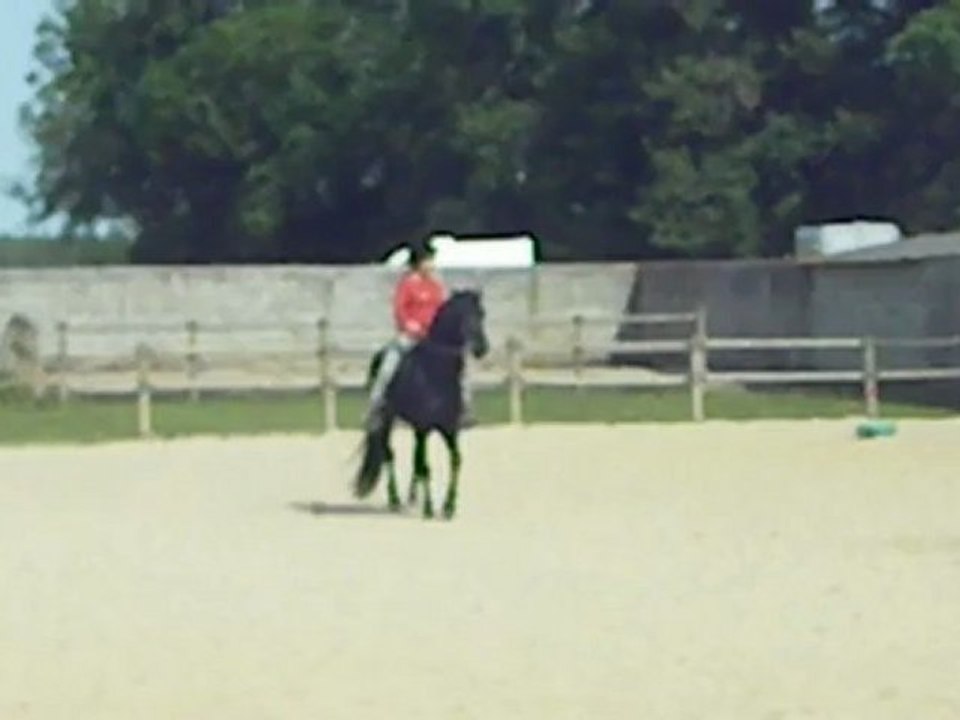 Pacha (déplacements latéraux trot)