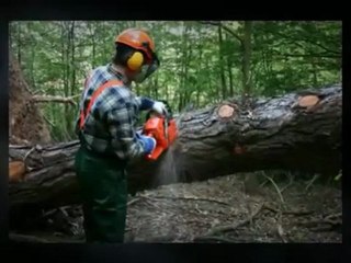 Santa-Elena-Tree-Services-LLC-(703)-845-3454