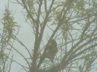 Début de construction d'un nid de pies en Dordogne 26-04-12- 011