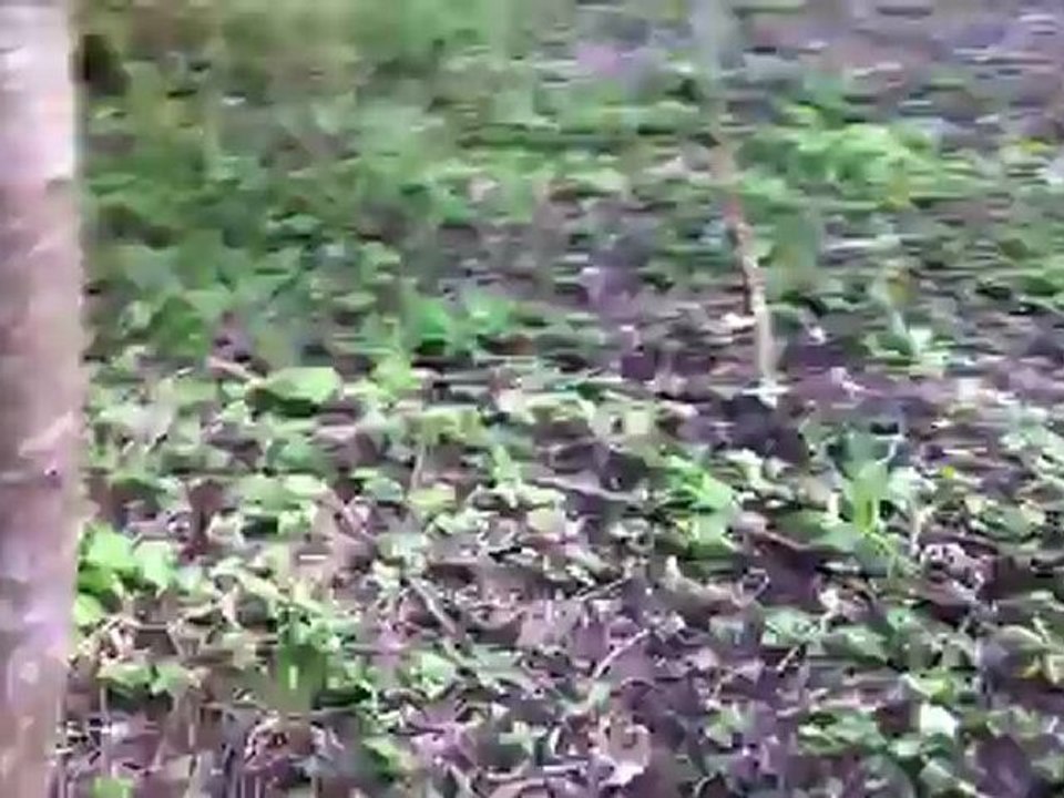 Education recherche au sang Façonnable du Gouffre du Berger, video2