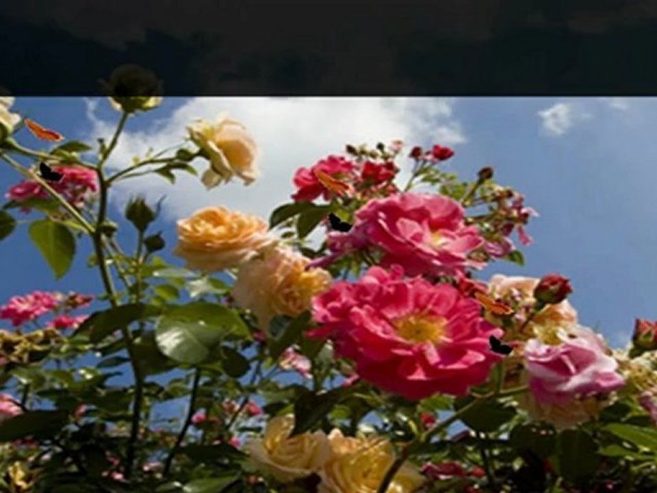 Transplanting Roses