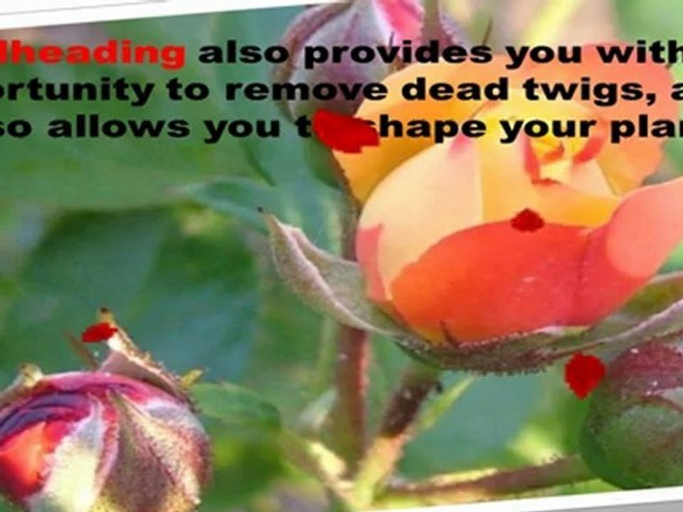 Rose Bush Care