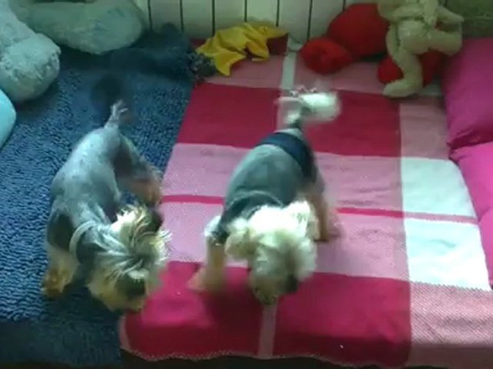 VIDEO0008