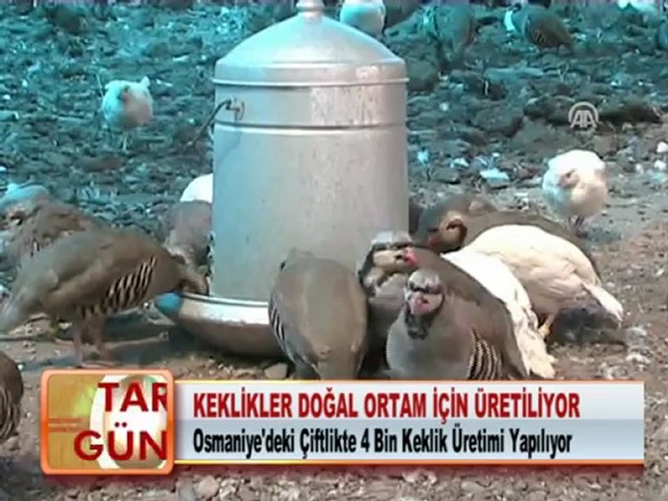 KEKLİKLER DOĞAL ORTAM İÇİN ÜRETİLİYOR 17.05.2012