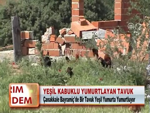 YEŞİL KABUKLU YUMURTLAYAN TAVUK 17.05.2012