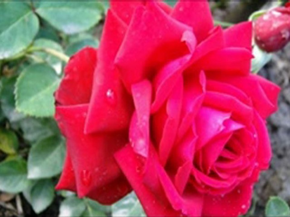 "ΕΞΟΜΟΛΟΓΗΣΟΜΑΙ  ΣΟΙ,   ΚΥΡΙΕ" ΨΑΛΜΟΣ 137  ΗΧΟΣ ΠΛ. Δ΄ ΧΟΡΟΣ ΣΙΜΩΝΟΣ ΠΕΤΡΑ