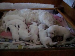 valsett puppies may 2012