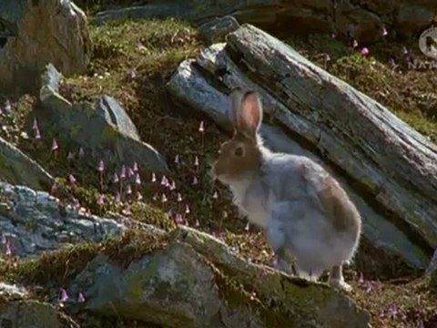 Четыре гряды Альп