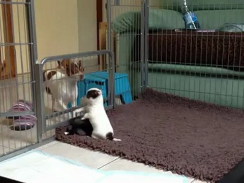 bébés chihuahuas de 1 mois