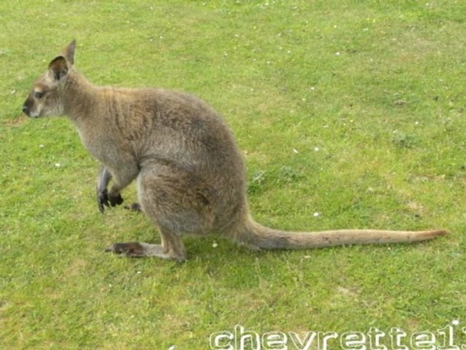 Kangourous à Angers
