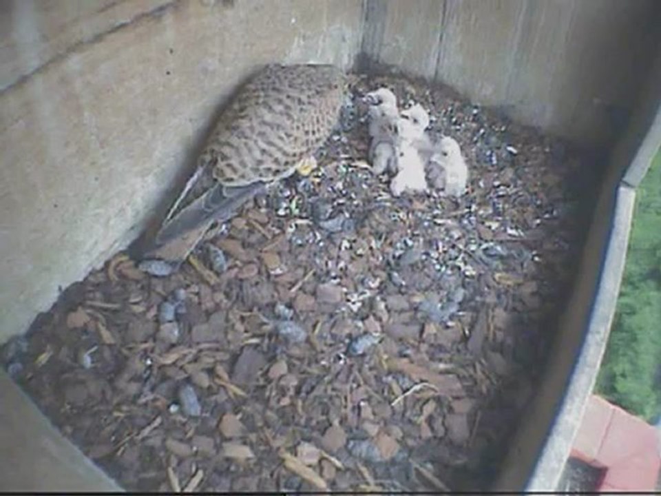 Naissances de 5 fauconneaux (faucon crécerelle)